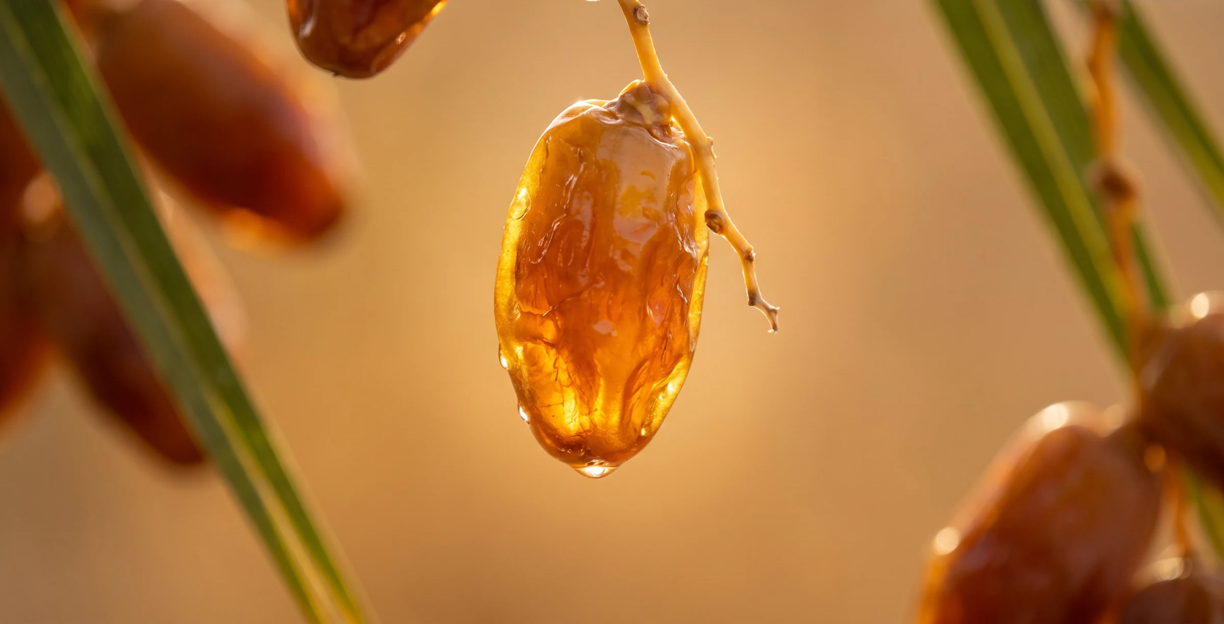 Golden date on a palm branch in warm light